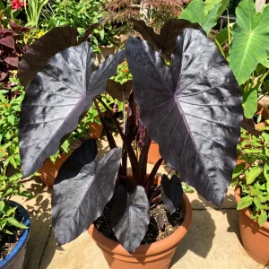 Colocasia Elephant Ear Live Plant 4-6 Inches - Tropical Foliage Indoor/Outdoor - Image 5