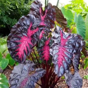 Colocasia Elephant Ear Live Plant 4-6 Inches - Tropical Foliage Indoor/Outdoor - Image 6