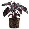 Colocasia Elephant Ear Live Plant 4-6 Inches - Tropical Foliage Indoor/Outdoor - Image 1
