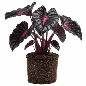 Colocasia Elephant Ear Live Plant 4-6 Inches - Tropical Foliage Indoor/Outdoor - Image 1