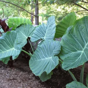 Colocasia 'Thai Giant' Elephant Ear Live Plant - Giant Tropical Foliage - Image 2