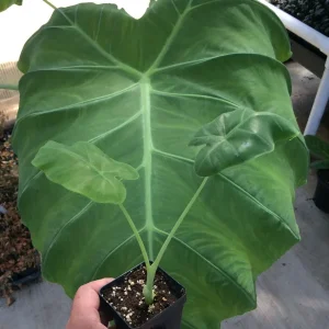 Colocasia 'Thai Giant' Elephant Ear Live Plant - Giant Tropical Foliage - Image 1