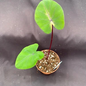 Colocasia Waikiki Live Plant – Colorful Elephant Ear – Rooted in 3