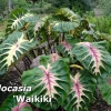 Colocasia Waikiki Live Plant – Colorful Elephant Ear – Rooted in 3" Pot - Image 1