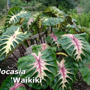 Colocasia Waikiki Live Plant – Colorful Elephant Ear – Rooted in 3