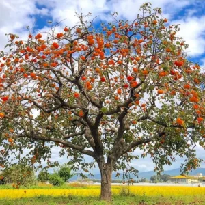 Common Persimmon Tree Live Plant – 6-12 Inch Tall Fruit Seedling in Quart Pot, Cold Hardy - Image 10