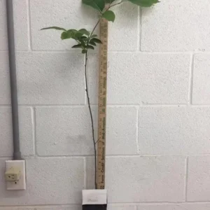 Common Persimmon Tree Live Plant – 6-12 Inch Tall Fruit Seedling in Quart Pot, Cold Hardy - Image 2
