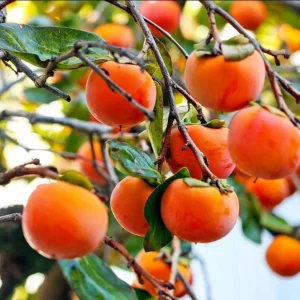 Common Persimmon Tree Live Plant – 6-12 Inch Tall Fruit Seedling in Quart Pot, Cold Hardy - Image 3