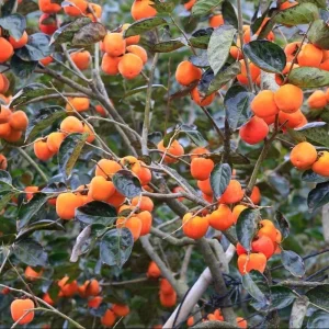 Common Persimmon Tree Live Plant – 6-12 Inch Tall Fruit Seedling in Quart Pot, Cold Hardy - Image 4