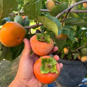 Common Persimmon Tree Live Plant – 6-12 Inch Tall Fruit Seedling in Quart Pot, Cold Hardy - Image 6