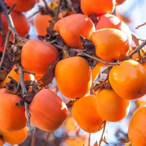 Common Persimmon Tree Live Plant – 6-12 Inch Tall Fruit Seedling in Quart Pot, Cold Hardy - Image 7