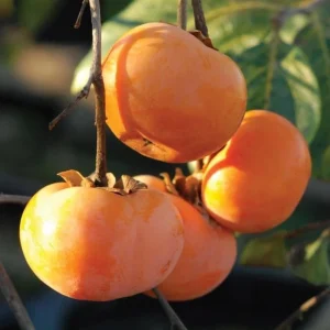 Common Persimmon Tree Live Plant – 6-12 Inch Tall Fruit Seedling in Quart Pot, Cold Hardy - Image 8