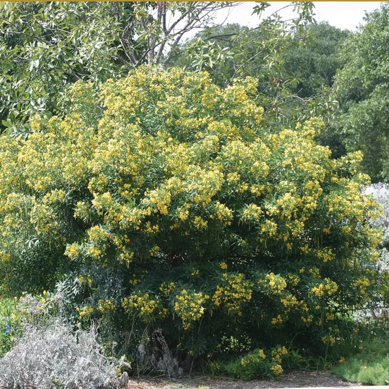Common Tree Senna Live Plant – Senna corymbosa – 1 Gallon Pot – Outdoor Shrub - Image 3