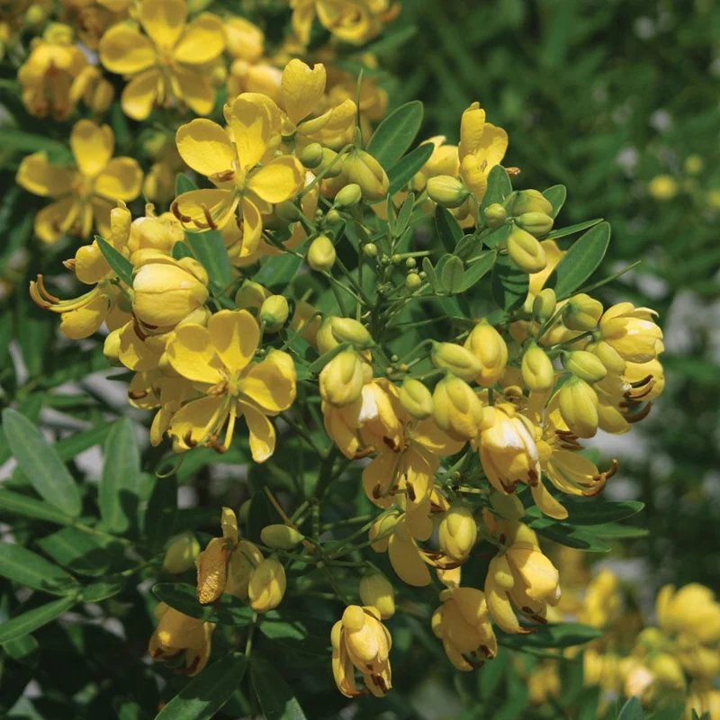 Common Tree Senna Live Plant – Senna corymbosa – 1 Gallon Pot – Outdoor Shrub - Image 1