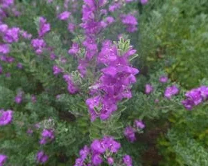 Compact Texas Sage Live Plant – 1 Gallon Leucophyllum frutescens 'compactum' Shrub – Outdoor - Image 2