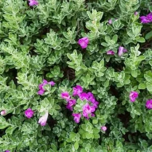 Compact Texas Sage Live Plant – 1 Gallon Leucophyllum frutescens 'compactum' Shrub – Outdoor - Image 4