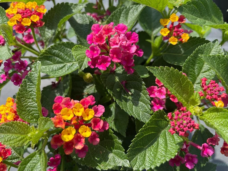 Confetti Lantana Live Plant – Vibrant Shrub – 1 Gallon Pot – Outdoor - Image 2