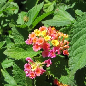 Confetti Lantana Live Plant – Vibrant Shrub – 1 Gallon Pot – Outdoor - Image 1