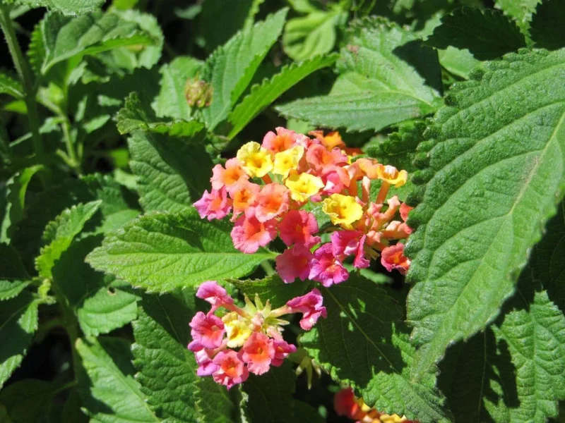 Confetti Lantana Live Plant – Vibrant Shrub – 1 Gallon Pot – Outdoor - Image 1