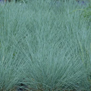 Cool As Ice Feather Reed Grass Perennial Live Plant - Outdoor Ornamental - Image 2