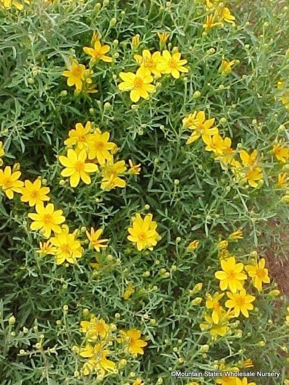Copper Canyon Daisy Live Plant – 1 Gallon – Perennial Outdoor Shrub - Image 1