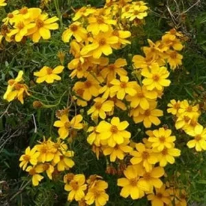 Copper Canyon Daisy Live Plant – 1 Gallon – Perennial Outdoor Shrub - Image 2