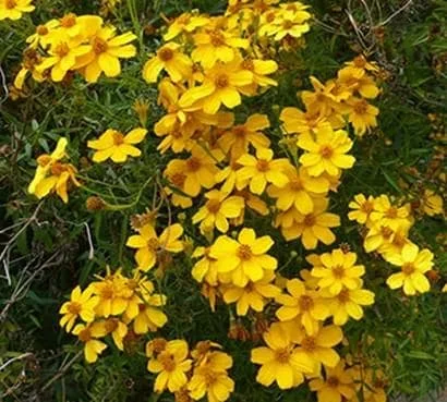 Copper Canyon Daisy Live Plant – 1 Gallon – Perennial Outdoor Shrub - Image 2