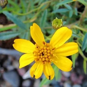 Copper Canyon Daisy Live Plant – 1 Gallon – Perennial Outdoor Shrub - Image 3