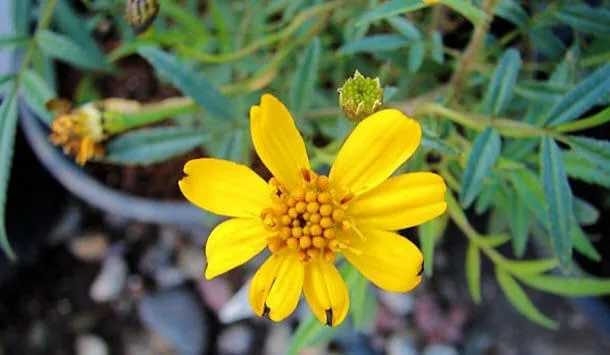 Copper Canyon Daisy Live Plant – 1 Gallon – Perennial Outdoor Shrub - Image 3