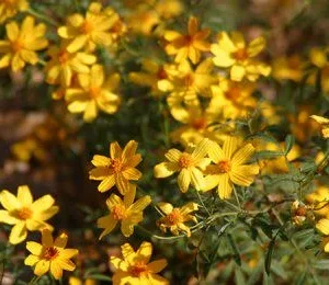 Copper Canyon Daisy Live Plant – 1 Gallon – Perennial Outdoor Shrub - Image 4