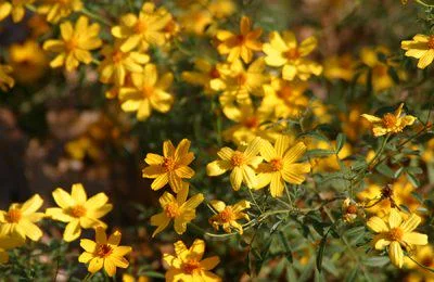 Copper Canyon Daisy Live Plant – 1 Gallon – Perennial Outdoor Shrub - Image 4