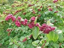 Coral Berry Live Plant 1 Gallon – Callicarpa – Outdoor Ornamental Shrub - Image 2