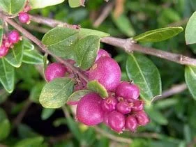 Coral Berry Live Plant 1 Gallon – Callicarpa – Outdoor Ornamental Shrub - Image 3