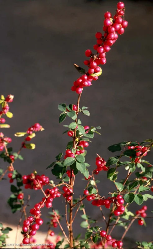 Coral Berry Live Plant 1 Gallon – Callicarpa – Outdoor Ornamental Shrub - Image 1