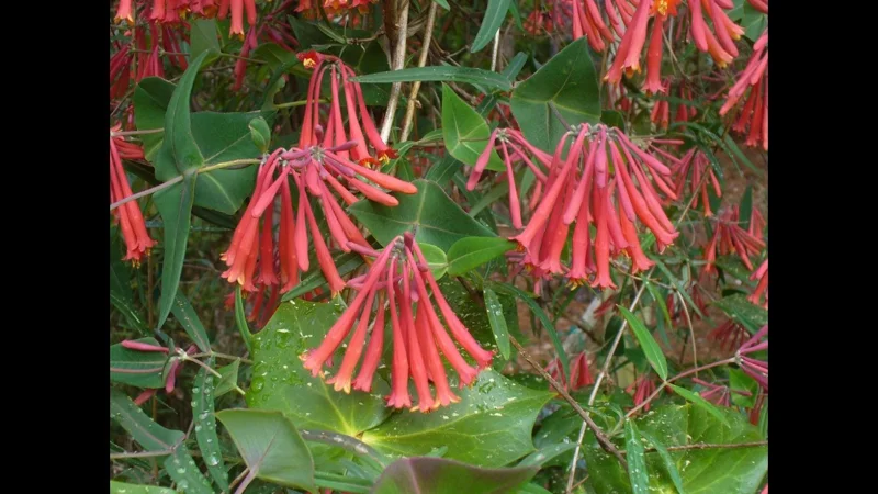 Coral Honeysuckle Live Plant – Lonicera sempervirens – 1 Gallon Pot – Outdoor Vine - Image 2