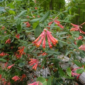 Coral Honeysuckle Live Plant – Lonicera sempervirens – 1 Gallon Pot – Outdoor Vine - Image 3