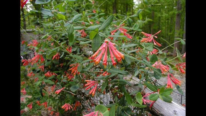 Coral Honeysuckle Live Plant – Lonicera sempervirens – 1 Gallon Pot – Outdoor Vine - Image 3