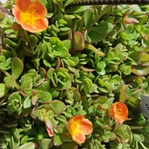 Coral Pink Single Flower Purslane Cuttings - Live Plant - Image 1