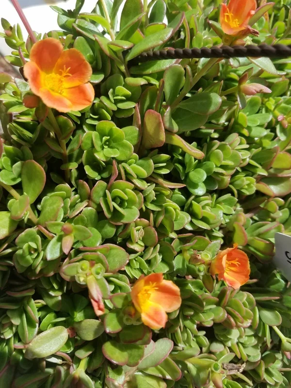 Coral Pink Single Flower Purslane Cuttings - Live Plant - Image 1