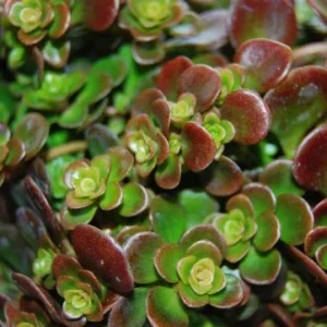 Coral Reef Sedum Tectractinum Live Plant – Creeping Ground Cover - Image 2