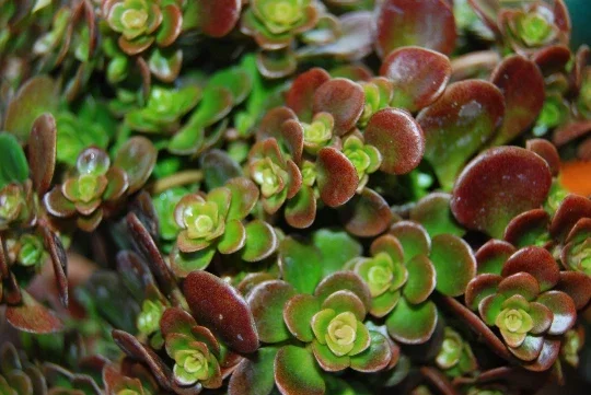 Coral Reef Sedum Tectractinum Live Plant – Creeping Ground Cover - Image 2