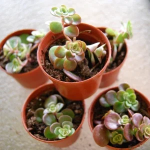 Coral Reef Sedum Tectractinum Live Plant – Creeping Ground Cover - Image 3