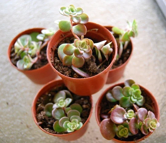 Coral Reef Sedum Tectractinum Live Plant – Creeping Ground Cover - Image 3