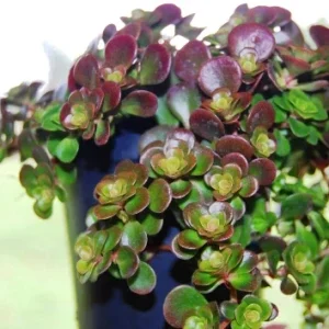 Coral Reef Sedum Tectractinum Live Plant – Creeping Ground Cover - Image 4