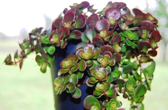 Coral Reef Sedum Tectractinum Live Plant – Creeping Ground Cover - Image 4