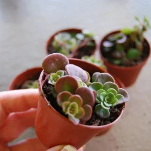 Coral Reef Sedum Tectractinum Live Plant – Creeping Ground Cover - Image 1