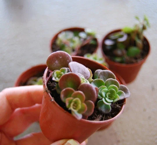 Coral Reef Sedum Tectractinum Live Plant – Creeping Ground Cover - Image 1