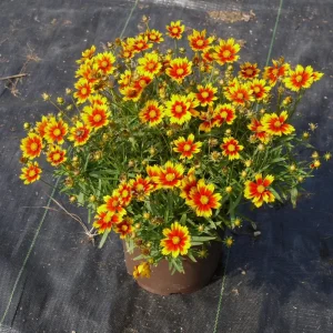 Coreopsis 'Daybreak' Live Perennial Plant – Vibrant Yellow Flowers – Outdoor - Image 1