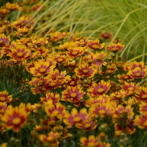 Coreopsis 'Daybreak' Live Perennial Plant – Vibrant Yellow Flowers – Outdoor - Image 2