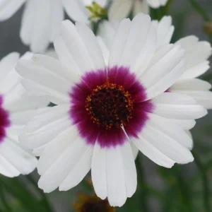 Coreopsis 'Ice Wine' Perennial Live Starter Plant - Outdoor Flower - Image 2